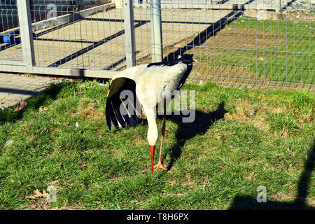 Ein Storch im Käfig im ZOO. Wilden Vogel in Gefangenschaft. Stockfoto