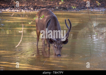 Ein männlicher Sambar in Sariska Tiger Reserve, Rajasthan, Indien Stockfoto