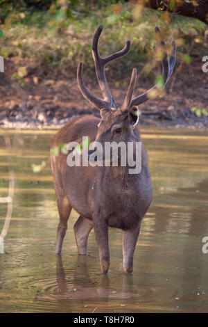 Ein männlicher Sambar in Sariska Tiger Reserve, Rajasthan, Indien Stockfoto