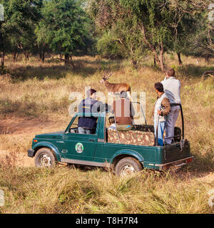 Auf Safari beobachten für Sambar in Sariska Tiger Reserve, Rajasthan, Indien Stockfoto