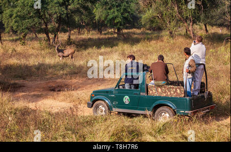 Auf Safari beobachten für Sambar in Sariska Tiger Reserve, Rajasthan, Indien Stockfoto