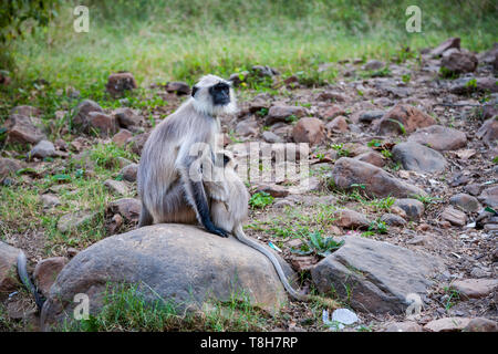 Ein langur Affe und seine jungen Nachwuchs in Sariska Tiger Reserve, Rajasthan, Indien Stockfoto