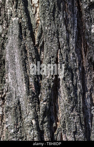 Beschaffenheit der Rinde eines Baumes. Natürliche Hintergrund. Rinde eines Baumes close-up Stockfoto
