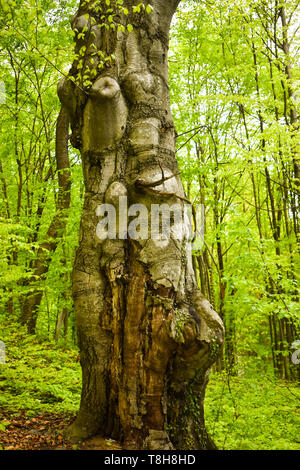 Große, Alte und twisted Amtsleitung im grünen Wald im Frühling Stockfoto