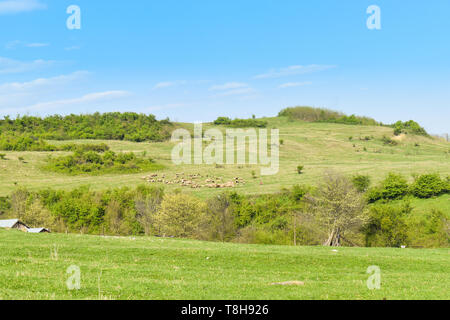 Schafe auf dem Grünen Hügel an einem sonnigen Sommertag Stockfoto