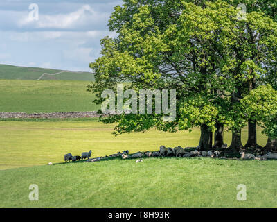 Schaf liegend unter dem Schatten der Bäume in einem typischen Yorkshire Dales Landschaft mit grünen Feldern und Trockenmauern. Stockfoto