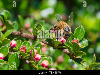 Die westliche Honigbiene (Apis mellifera), aka Europäischen Honigbiene, auf einer Pflanze mit roten Knospen im Frühjahr (Mai) in West Sussex, England, UK. Bienen. Stockfoto