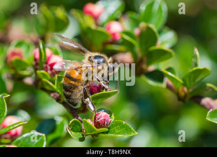 Die westliche Honigbiene (Apis mellifera), aka Europäischen Honigbiene, auf einer Pflanze mit roten Knospen im Frühjahr (Mai) in West Sussex, England, UK. Honigbienen. Stockfoto