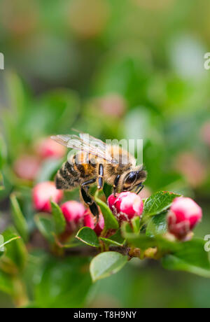 Die westliche Honigbiene (Apis mellifera), aka Europäischen Honigbiene, auf einer Pflanze mit roten Knospen im Frühjahr (Mai) in West Sussex, UK. Porträt mit kopieren. Stockfoto