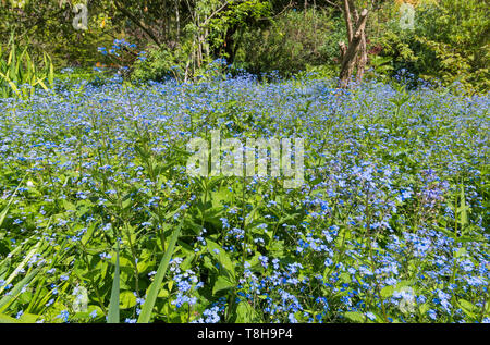 Forget-Me-Nots, AKA Scorpion Gräser, kleine blaue Blumen aus der Gattung Myosotis, Blüte im Frühjahr (Mai) in Großbritannien. Blau Forget-Me-Not. Stockfoto