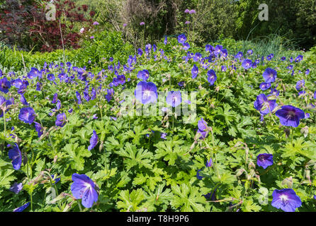 Purpur Geranien, wahrscheinlich Wiese Cranesbill (Geranium pratense, Wiese, Gemeinsame cranesbill cranesbill) Blumen im Frühling in West Sussex, UK. Stockfoto