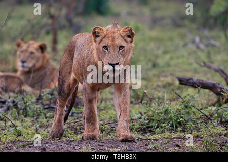 Junge heranwachsende männliche Löwen Panthera leo Erkunden einer nassen Kruger National Park Südafrika Stockfoto