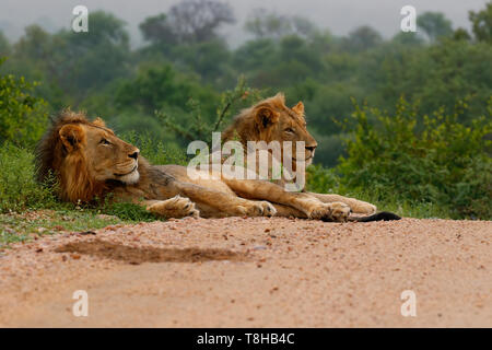 Zwei jugendlichen männlichen Löwen Panthera leo eine Koalition im Krüger Nationalpark Südafrika Stockfoto