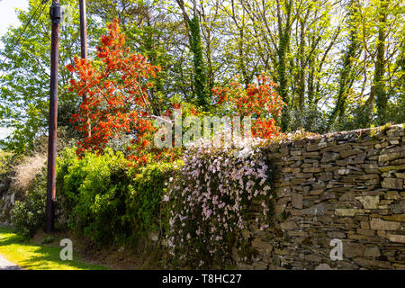 Chilenische firebush Embothrium coccineum und Clematis montana über einen trockenen Stein Garten Wand wächst Stockfoto