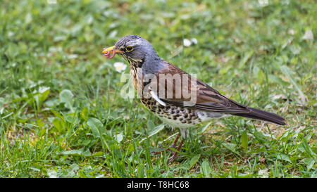 Soor essen Regenwurm. Wacholderdrossel Profil. Turdus pilaris im grünen Gras. Süße Vogel im Detail bei der Nahrungssuche Essen in Frühlingswiese. Wandernde Songbird. Stockfoto