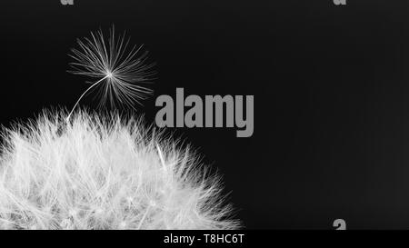 Gemeinsame Löwenzahn Blowball. Flauschig weiche Samen detail. Taraxacum officinale. Schwarze und weiße overblown blühen. Fragile Feder wildflower. Der dunkle Hintergrund. Stockfoto