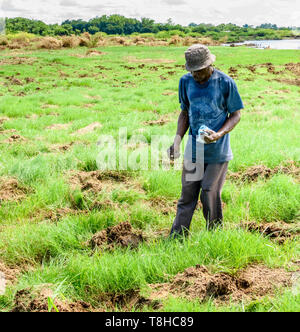 In einem Gebiet von Malawi von Überschwemmungen nach Zyklon replants Idai ein Mann auf seinem Gebiet in der Nähe des Shire Flusses Mais betroffen Stockfoto