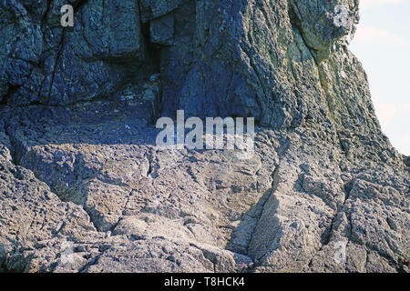 Blick auf ein wildes Neuseeland Fell Dichtung auf einem Felsen in der Bucht von Inseln, Neuseeland Stockfoto