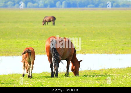 Stute und Fohlen auf der Weide Weide Stockfoto