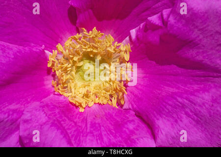 Nahaufnahme der Purple Dog Rose Blume Stockfoto