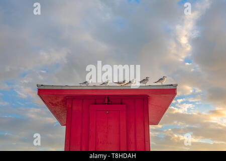 Vögel thront auf dem Dach eines roten Rettungsschwimmer Hütte. Kopieren Sie reichlich Platz im Himmel, wenn sie benötigt werden. Stockfoto