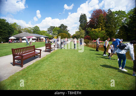 Massen von Menschen genießen den Sonnenschein an burnby Hall Gardens, Pocklington, East Riding von Yorkshire, England, UK, GB. Stockfoto