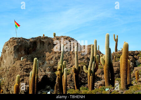 Trichocereus Cactus Feld auf der Isla Incahuasi Felsvorsprung mit bolivianischen Flagge auf der Oberseite, Uyuni Salzebenen, Bolivien, Südamerika Stockfoto