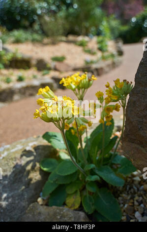 Cowslips (Primula Veris) wächst auf einem Steingarten in der Frühlingssonne, UK, GB. Stockfoto