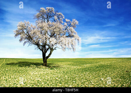 Einen Mandelbaum mit Blumen im Frühjahr gedeckt. Stockfoto