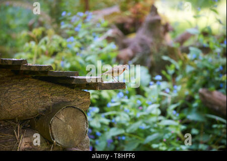 Robin (erithacus Rubecula) mit Caterpillar grub in ihrem Schnabel. Stockfoto