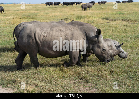 Rhino und Baby zu Fuß durch Gras in Afrika Stockfoto