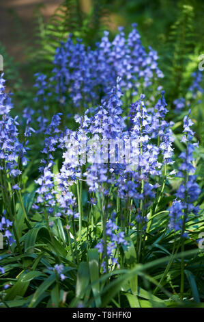 Bluebells (Hyacinthoides non-scripta) wächst in der Frühlingssonne in Yorkshire, England, UK, GB. Stockfoto