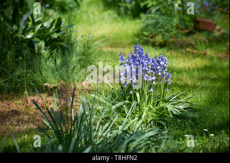 Bluebells (Hyacinthoides non-scripta) wächst in der Frühlingssonne in Yorkshire, England, UK, GB. Stockfoto