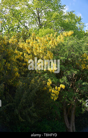 Baum in voller Blüte Goldregen (Laburnum anagyroides) Stockfoto