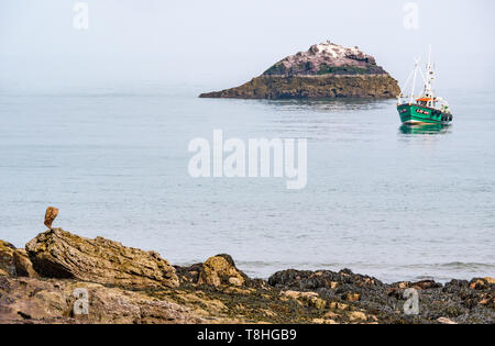 Dunbar Fischerboot in ruhigen Meer neben kleine felsige Insel mit Seevögeln, Firth-of-Forth, East Lothian, Schottland, Großbritannien Stockfoto