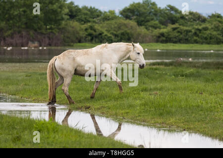 Camargue Pferd im Naturschutzgebiet der Isonzo Fluss Mund (Foce dell'Isonzo), Italien Stockfoto