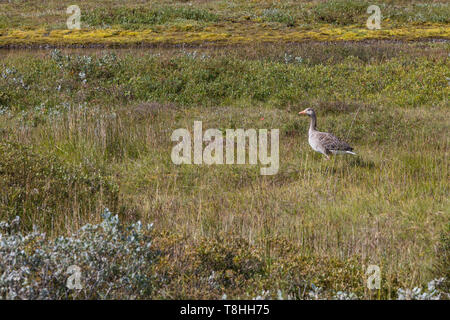 Graugans, Graugänse, Grau-Gans, Gans, Gänse, Anser anser, Graugans, Graugänse, Graugans, Oie cendrée Stockfoto