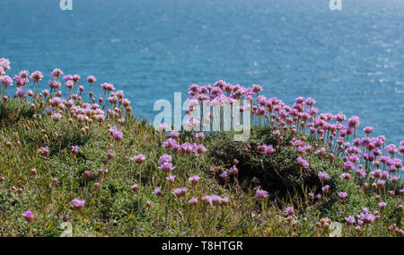 Seatown, Dorset, Großbritannien. 13. Mai 2019. UK Wetter: ein Teppich von schönen rosa Meer Sparsamkeit auf der Klippe am Seatown wie das kristallklare blaue Meer funkelt entlang des South West Coast Path auf einem herrlich warmen und sonnigen Tag. Credit: Celia McMahon/Alamy Leben Nachrichten. Stockfoto