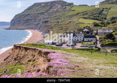 Seatown, Dorset, Großbritannien. 13. Mai 2019. UK Wetter: ein Teppich von schönen rosa Meer Sparsamkeit auf der Klippe am Seatown wie das kristallklare blaue Meer funkelt entlang des South West Coast Path auf einem herrlich warmen und sonnigen Tag. Credit: Celia McMahon/Alamy Leben Nachrichten. Stockfoto