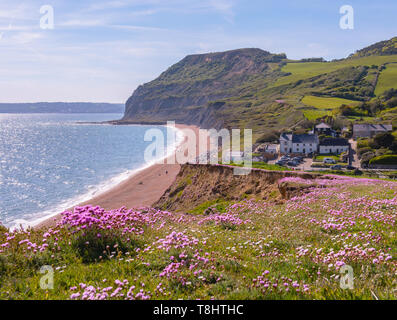 Seatown, Dorset, Großbritannien. 13. Mai 2019. UK Wetter: ein Teppich von schönen rosa Meer Sparsamkeit auf der Klippe am Seatown wie das kristallklare blaue Meer funkelt entlang des South West Coast Path auf einem herrlich warmen und sonnigen Tag. Credit: Celia McMahon/Alamy Leben Nachrichten. Stockfoto