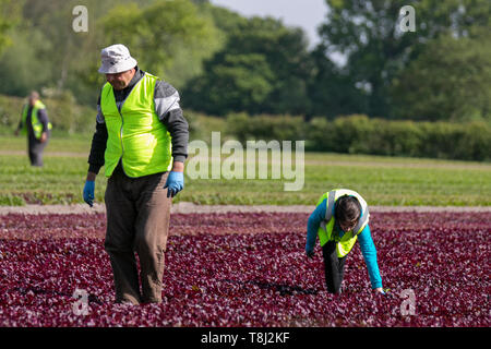 Jäten von roten Salatpflanzen in Rufford, Großbritannien. Mai 2019. Frühlingswetter in Großbritannien. Die Felder passen sich einem magentarot-rötlich-violetten Farbton an, da reifende Reihen von Rosensalat vor der Ernte auf Unkraut untersucht werden. Trotz der Brexit-Zweifel sind EU-Wanderarbeitnehmer in die Farmen im Nordwesten von Lancashire zurückgekehrt, um bei der Salaternte zu helfen. Romainsalat hat einen der höchsten Nährwerte in der Familie der Salatblätter. Stockfoto