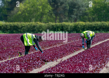 Jäten von roten Salatpflanzen in Rufford, Großbritannien. Mai 2019. Frühlingswetter in Großbritannien. Die Felder passen sich einem magentarot-rötlich-violetten Farbton an, da reifende Reihen von Rosensalat vor der Ernte auf Unkraut untersucht werden. Trotz der Brexit-Zweifel sind EU-Wanderarbeitnehmer in die Farmen im Nordwesten von Lancashire zurückgekehrt, um bei der Salaternte zu helfen. Romainsalat hat einen der höchsten Nährwerte in der Familie der Salatblätter. Stockfoto