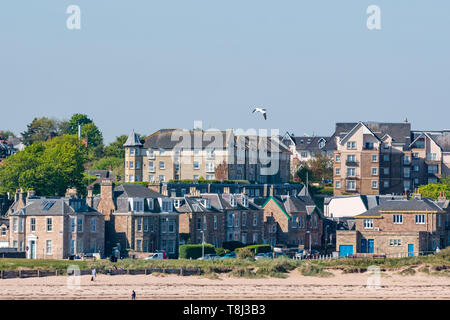 North Berwick, East Lothian, Großbritannien. 14. Mai 2019. UK Wetter: Eine Gannett vom Bass Rock, die weltweit größte Kolonie, schwebt über der Stadt Stockfoto