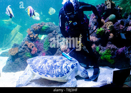 Timmendorfer Strand, Deutschland. 14 Mai, 2019. Taucher Oliver Volz scrubs die Meeresschildkröte Speedy beim Frühjahrsputz in den Aquarien des Sea Life. In zwölf thematische Unterwasserwelten über 2.500 Tiere aus mehr als 100 verschiedene Arten gesehen werden kann. Credit: Frank Molter/dpa/Alamy leben Nachrichten Stockfoto