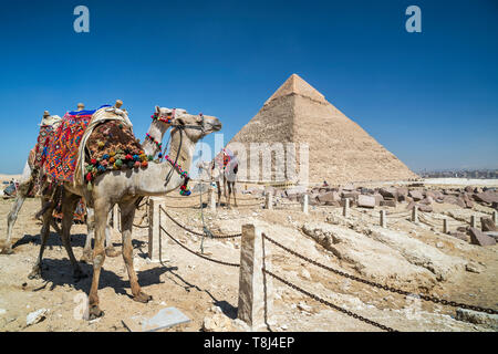 Kamele vor der Großen Pyramiden von Giza Plateau in der Nähe von Kairo, Ägypten Stockfoto