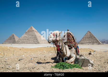 Kamel ausruhen vor der Großen Pyramiden von Giza Plateau in der Nähe von Kairo, Ägypten Stockfoto