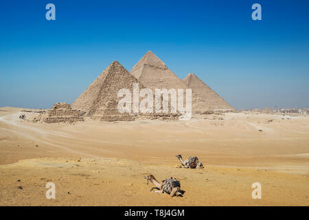 Zwei Kamele vor von Gizeh Pyramide Komplex in der Nähe von Kairo, Ägypten Stockfoto