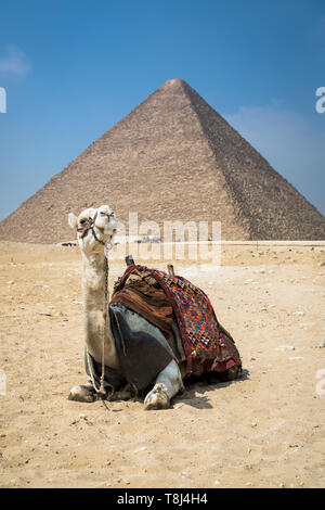 Kamel vor von Gizeh Pyramide Komplex in der Nähe von Kairo, Ägypten Stockfoto