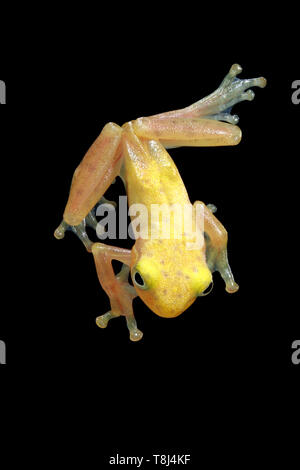 Ansicht eines Golden Tree Frog, Indonesien Stockfoto