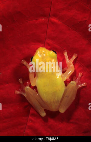 Golden Tree Frog auf ein rotes Blatt, Indonesien Stockfoto